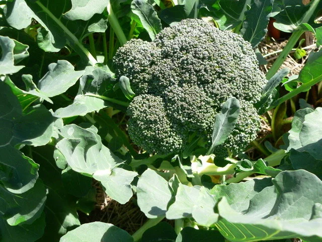 Episode 119: Winter In The Garden 2020