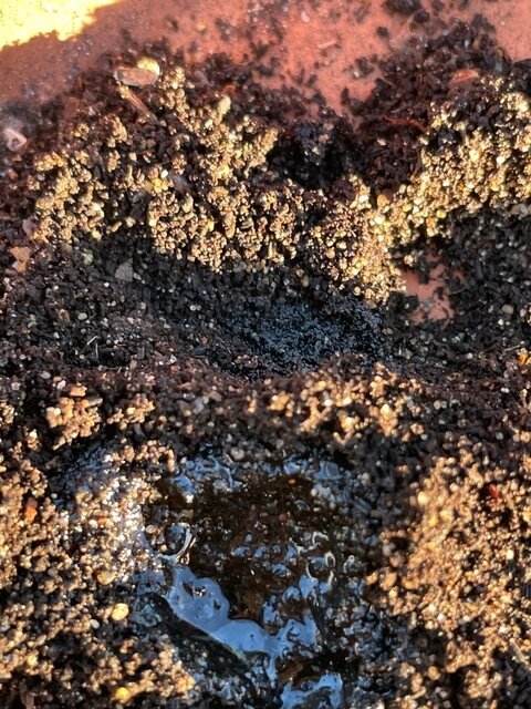 Episode 146: Water Repellent Soil with Dr Dan Carter