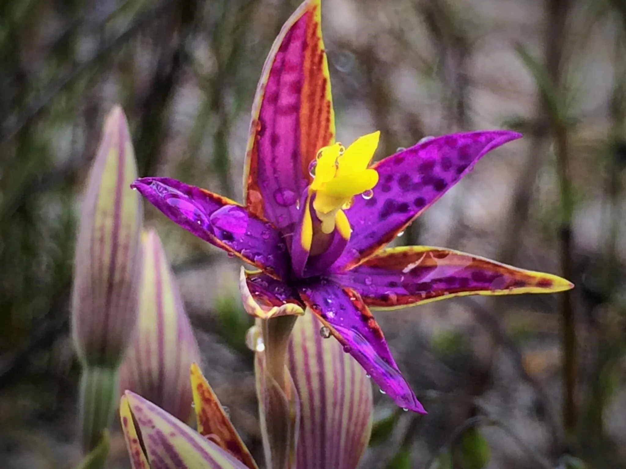 Episode 147: Native Orchids with Dean McFaull