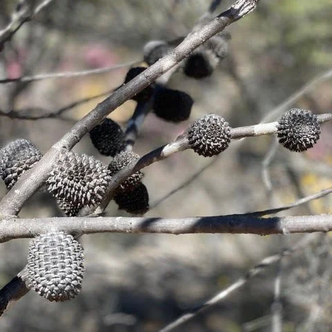 Episode 157: Lesley Corbett Planning Safer Gardens for Fire