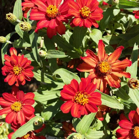 Episode 164 : Deryn and Steve celebrate more than a million downloads 