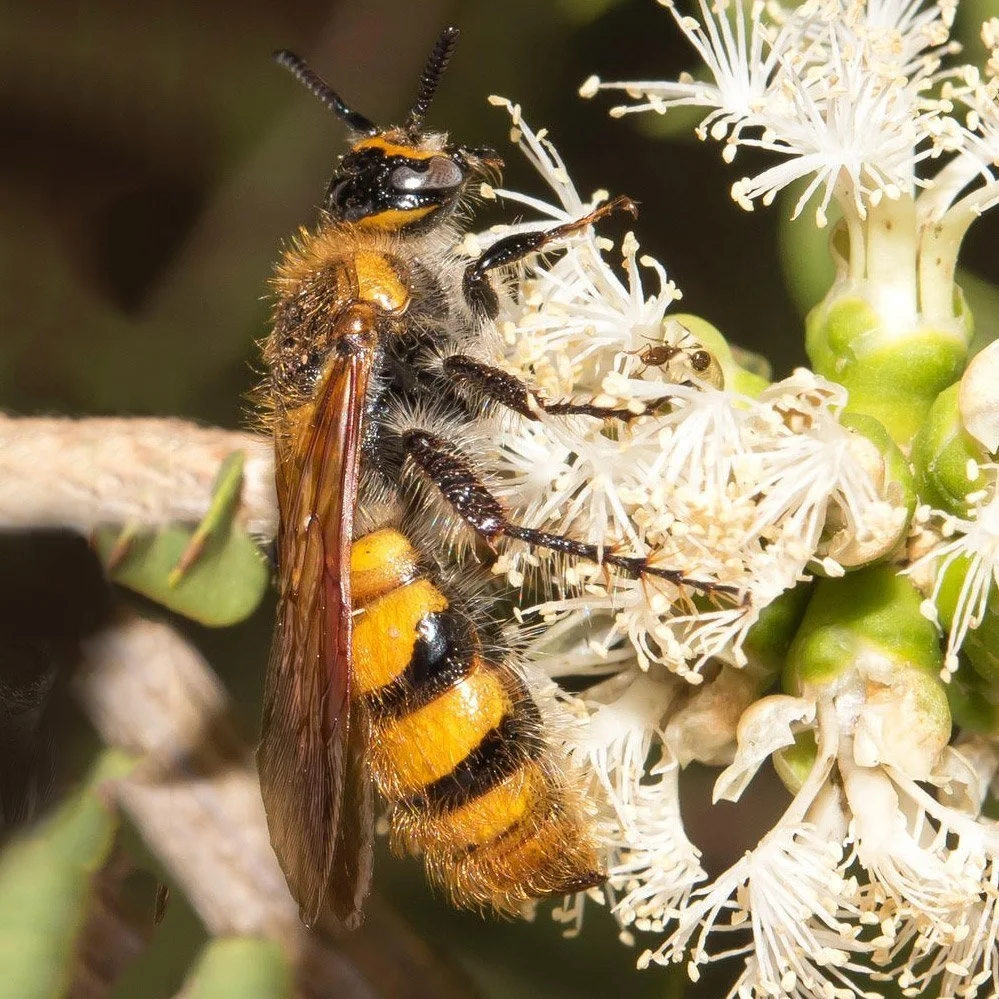 Episode 165 : Dr Sue Jaggar on insects for plant pollination and pest control