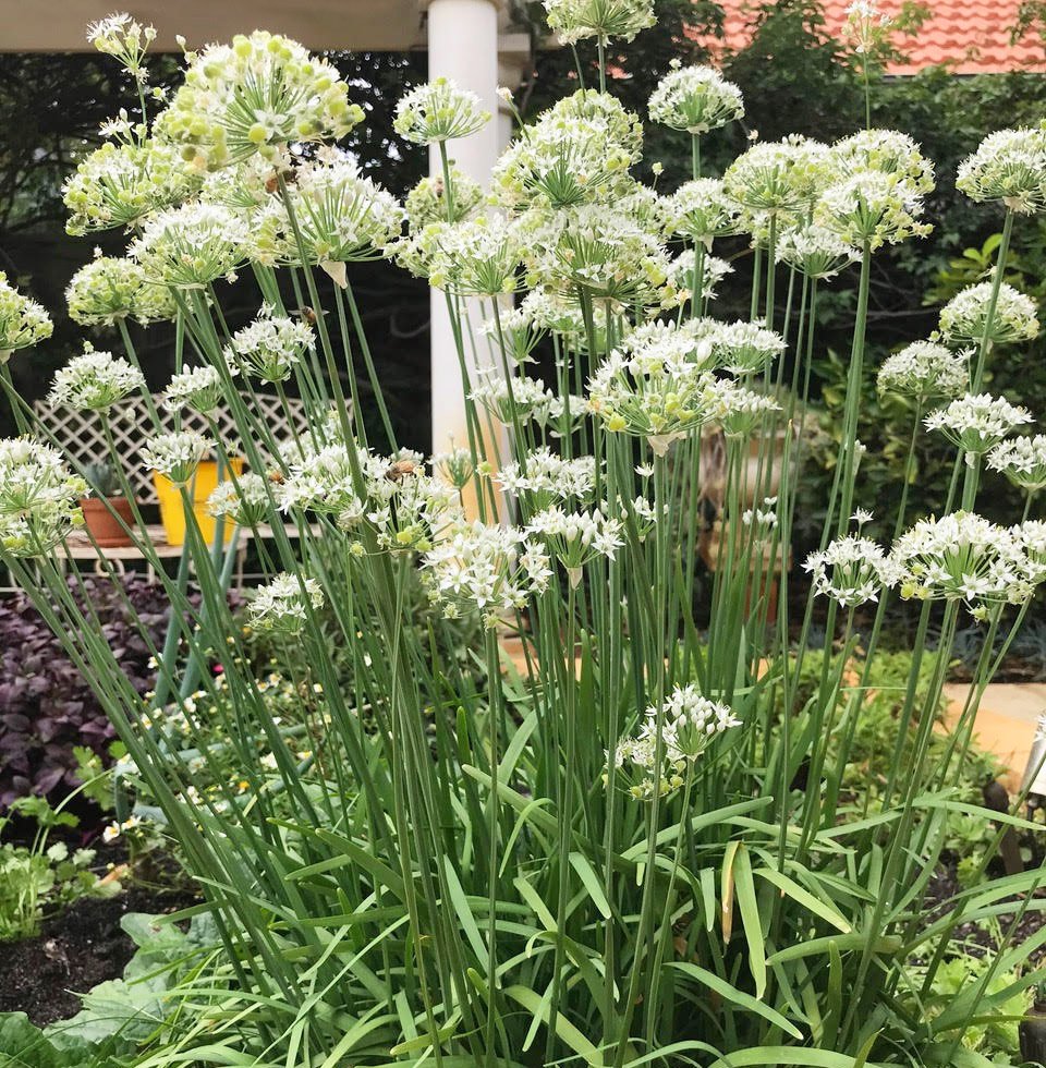 Episode 167 : Herbs - How to grow and enjoy these culinary delights.