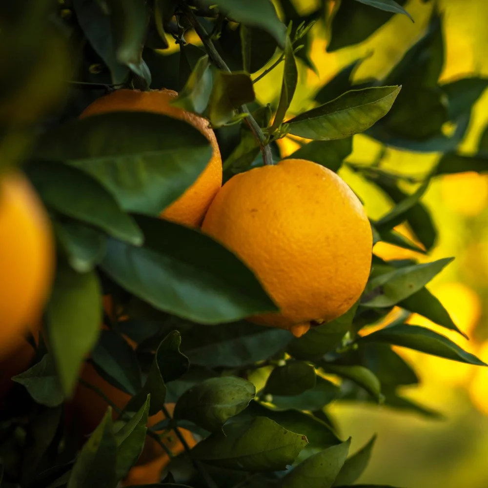 Episode 169 : Deryn &amp; Steve discuss their favourite varieties of Citrus and how best to grow these sensational backyard fruit trees.
