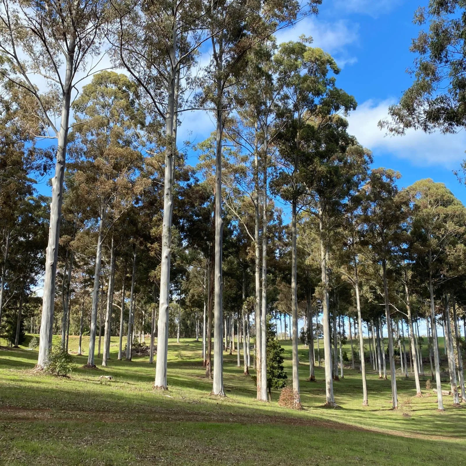 Episode 173 : Growing Trees for Profit