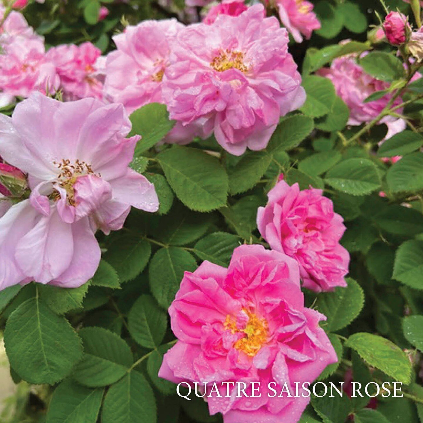 Episode 211 : Heritage Roses The Beauty and History Of Old World Roses

Deryn speaks with Lynne Chapman and Jan Eastman from Heritage Roses Australia about the beauty and history of old-world roses. We also have a document on the podcast link with so