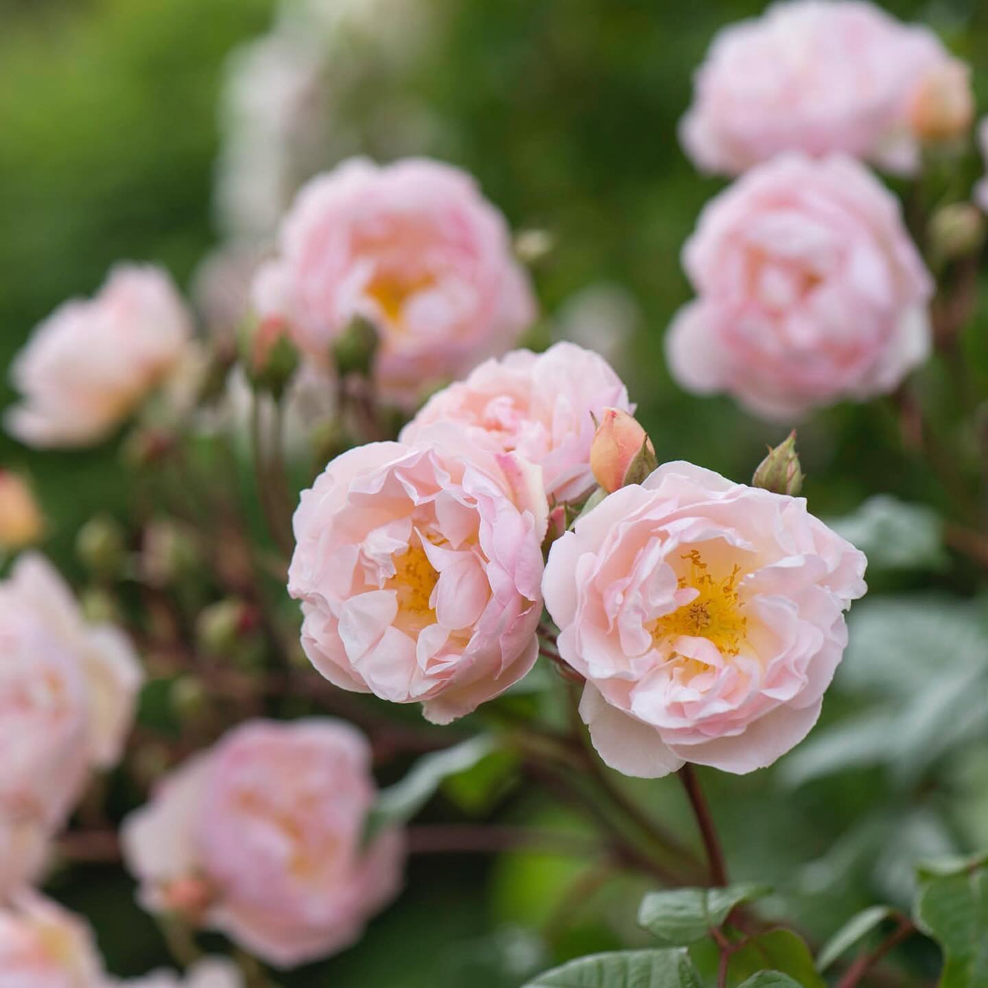Episode 239 : David Austin Roses 🌹 
Stefanie Williams is the International Business Development Manager for @david_austin_roses and chats with Deryn about their scent profiles, new rose releases and some of the most popular varieties in Australia. E