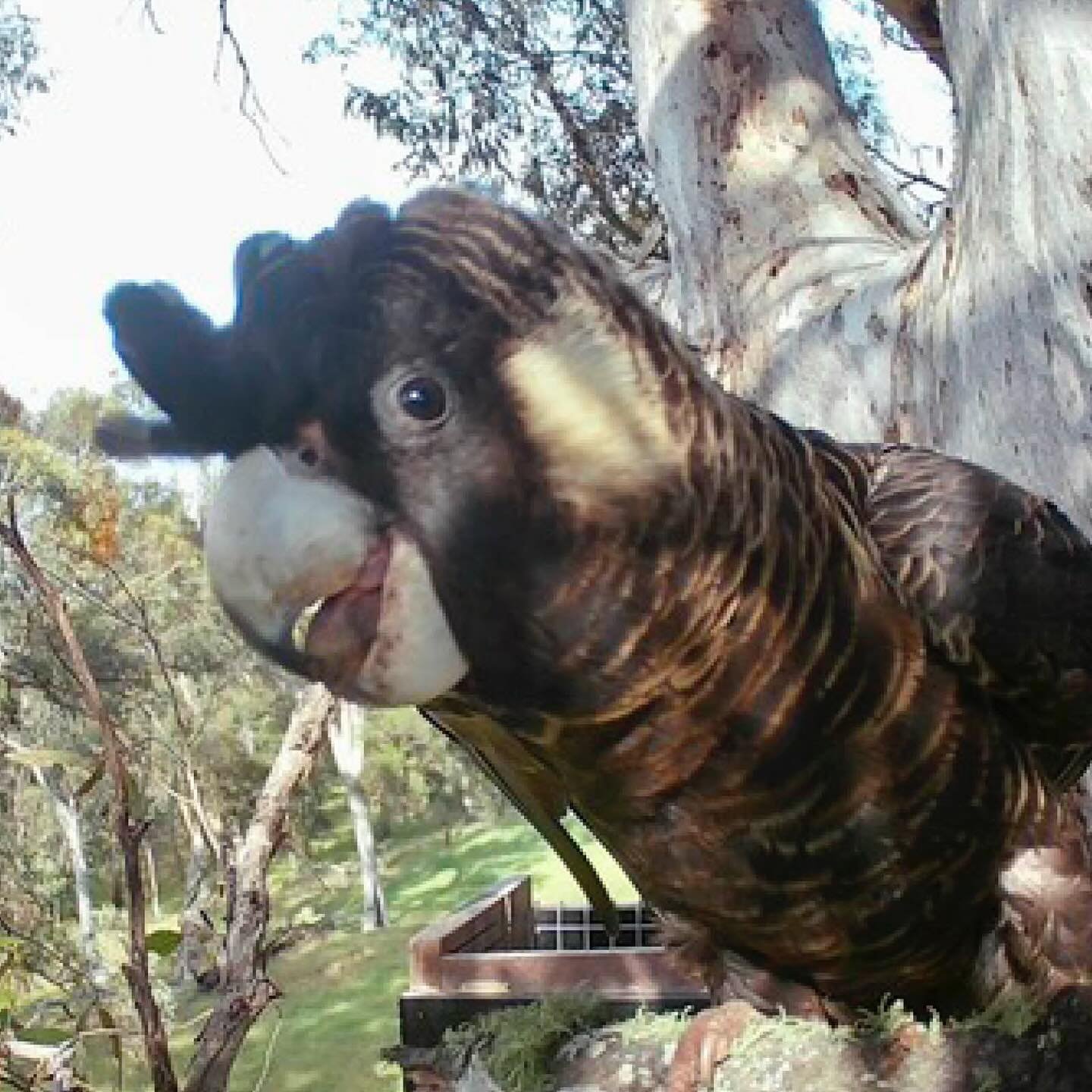 Episode 243 : Dean Arthurell Carnaby Crusaders
Deryn Chats with Dean on the work that Carnaby Crusaders are doing to protect the endangered Carnaby Cockatoo. 🖤💛🖤
#carnabyscrusaders #blackcockatoos #endangered #blackcockatooconservation #carnabycoc