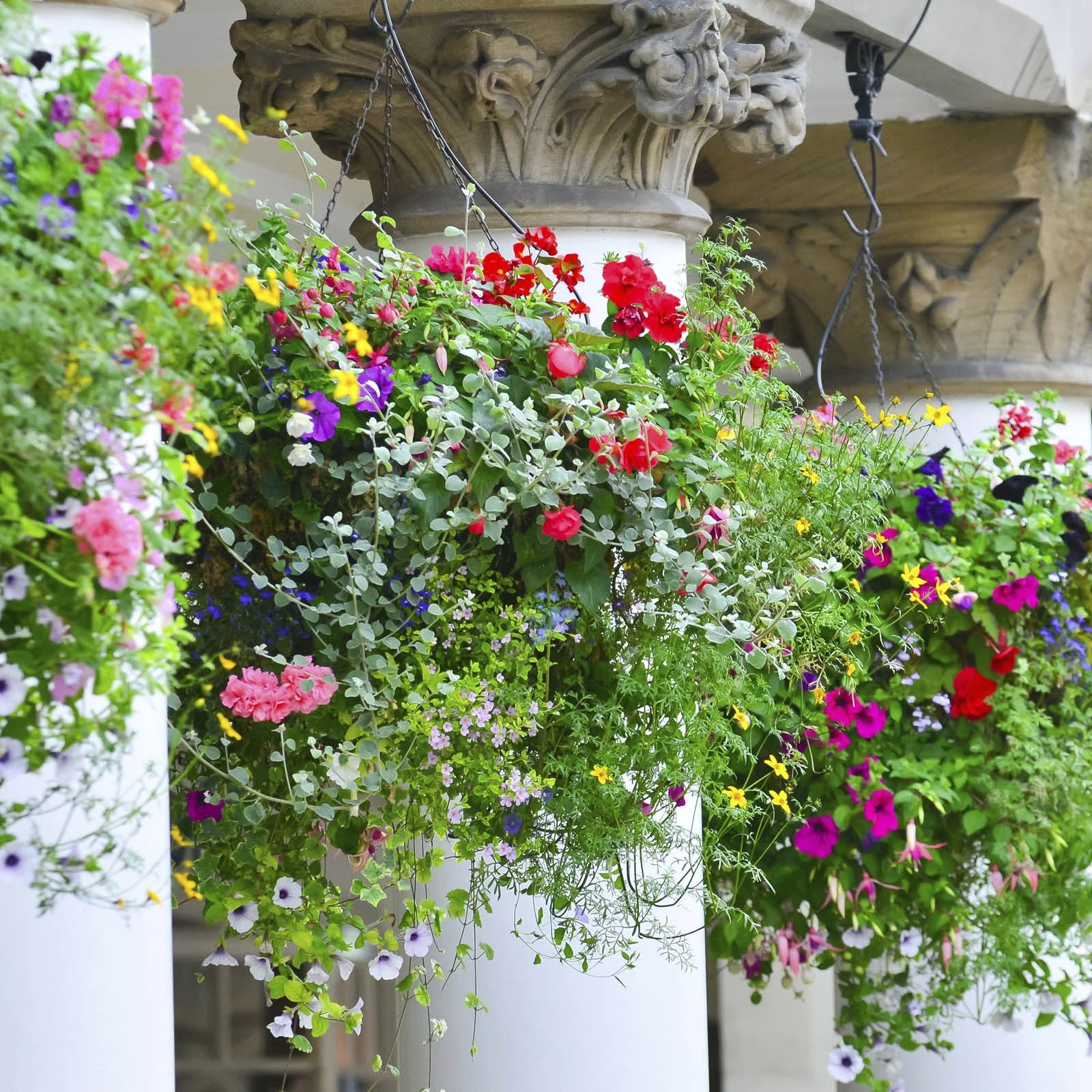 Episode 264: Garden Catch Up and Hanging Baskets