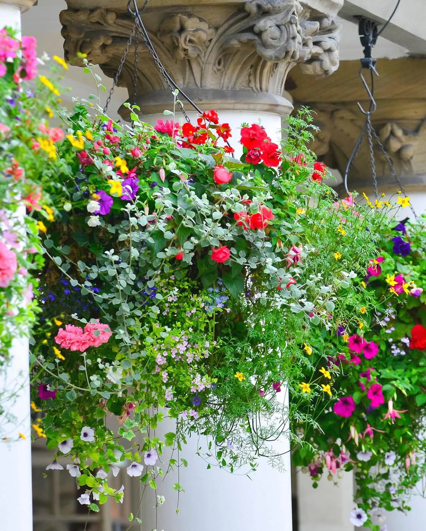 Episode 264: Garden Catch Up and Hanging Baskets
Steve and Deryn catch up on what&rsquo;s been happening in the garden and do a deep dive into the world of Hanging Baskets.
Enjoy! 😀

#hangingbaskets #derynthorpe #stevewood #allthedirt #gardeningpodc