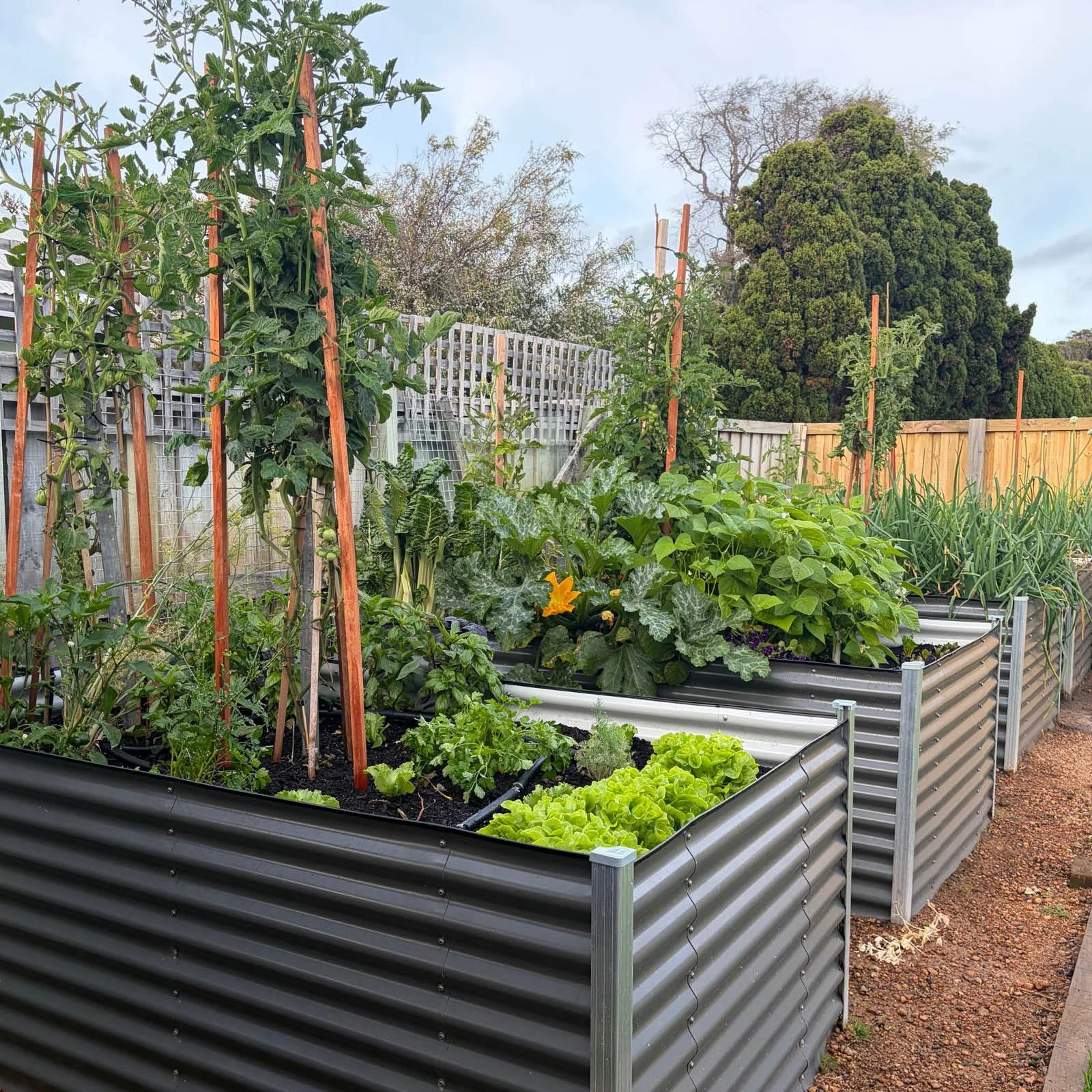 Episode 271 : Raised Vegetable Beds - Why We Love Them