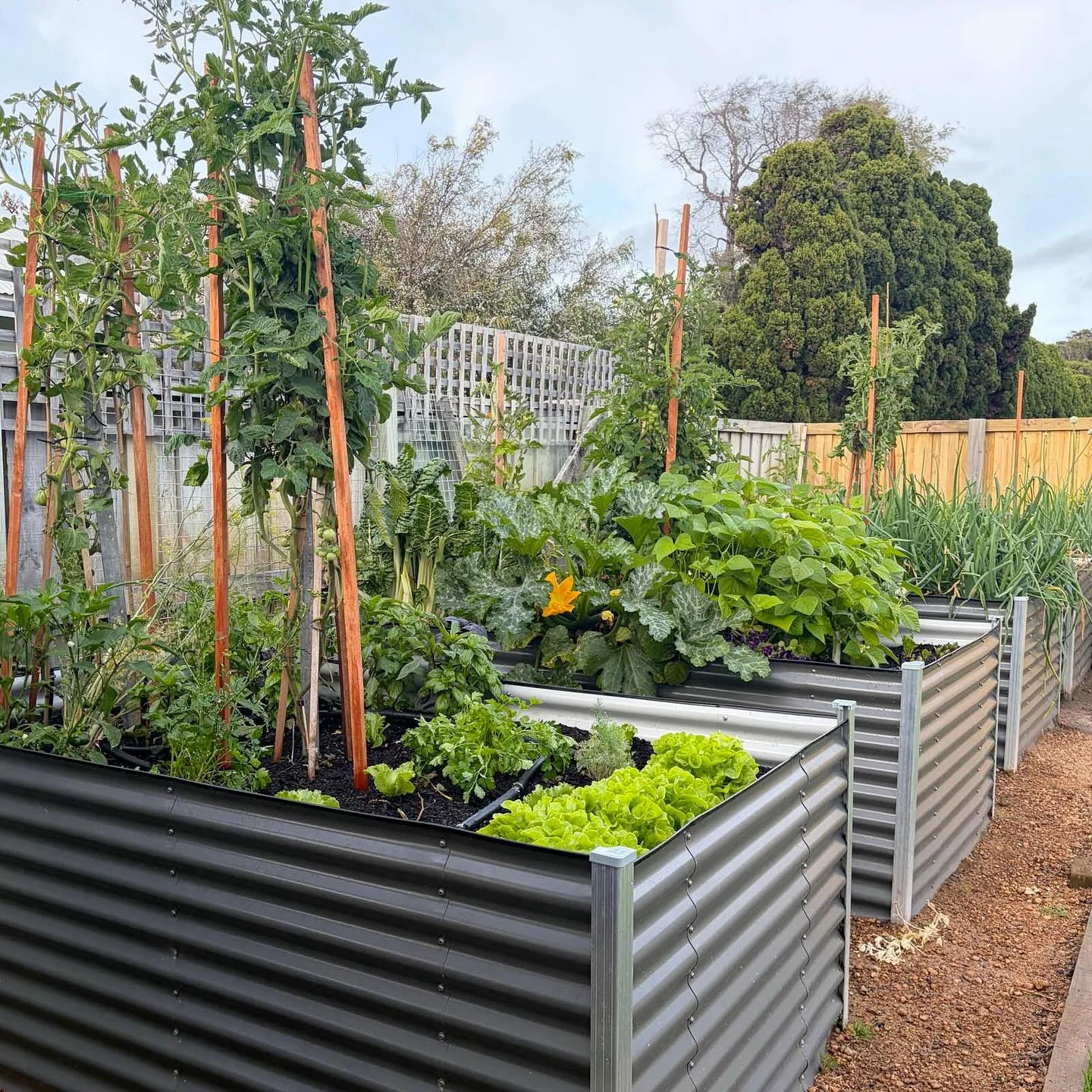 Episode 271 : Raised Vegetable Beds - Why We Love Them
🍓🍅🍆🫛🥦🥬🥒🌶️🫑🌽🥕🧄🥔🍠🥔🫜
Steve and Audrey share their experiences with their first season of growing in raised veggie beds. Enjoy 😀

#growyourown #raisedvegatablebed #homegrown #veggies