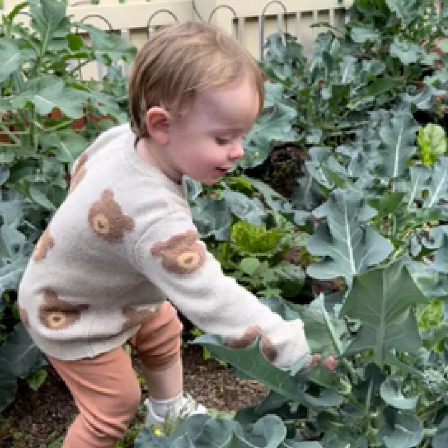 Episode 278 : Kids in the Garden
Steve and Aud chat about about encouraging kids into the garden. From veggie patches and fruit trees to chickens.
Enjoy this beautiful episode with Steve and Audrey! 😀🥰🥝🍓🫐🫛🍒🍑

#allthedirt #kidsinthegarden #kid