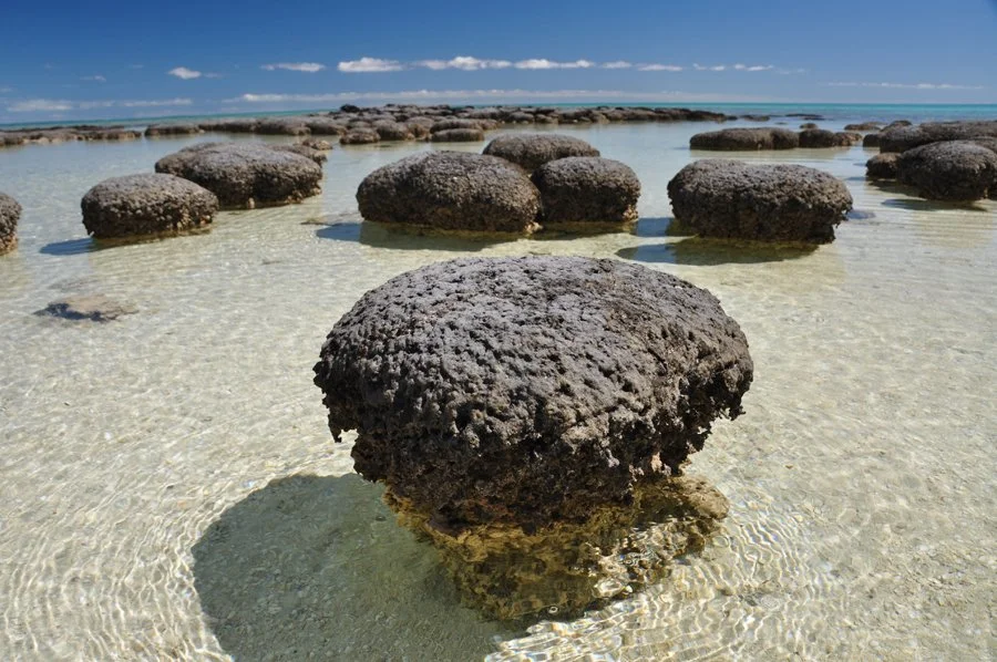 Modern stromatolites in Shark Bay, Western Australia.