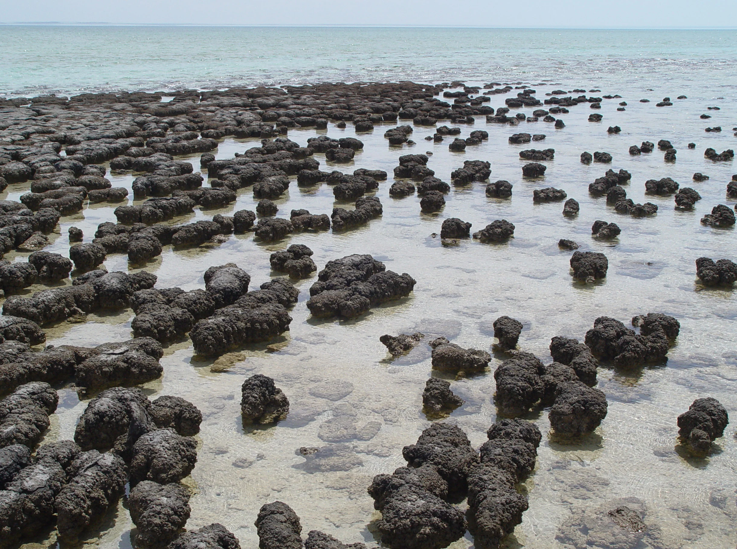 The stromatolites shown in the photograph above are fossils which were produced by cyanobacteria 3.5 billion years in Shark Bay, Australia. Cyanobacteria - a simple, single-celled lifeform - produced large amounts of oxygen via photosynthesis causing the first major oxygenation even in Earth’s history. Photograph taken by Paul Harrison.