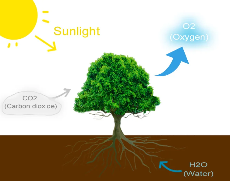 The infographic above shows how plants, via the process of photosynethesis, use light (sunlight or artificial light), carbon dioxide and water to produce breathable oxygen.