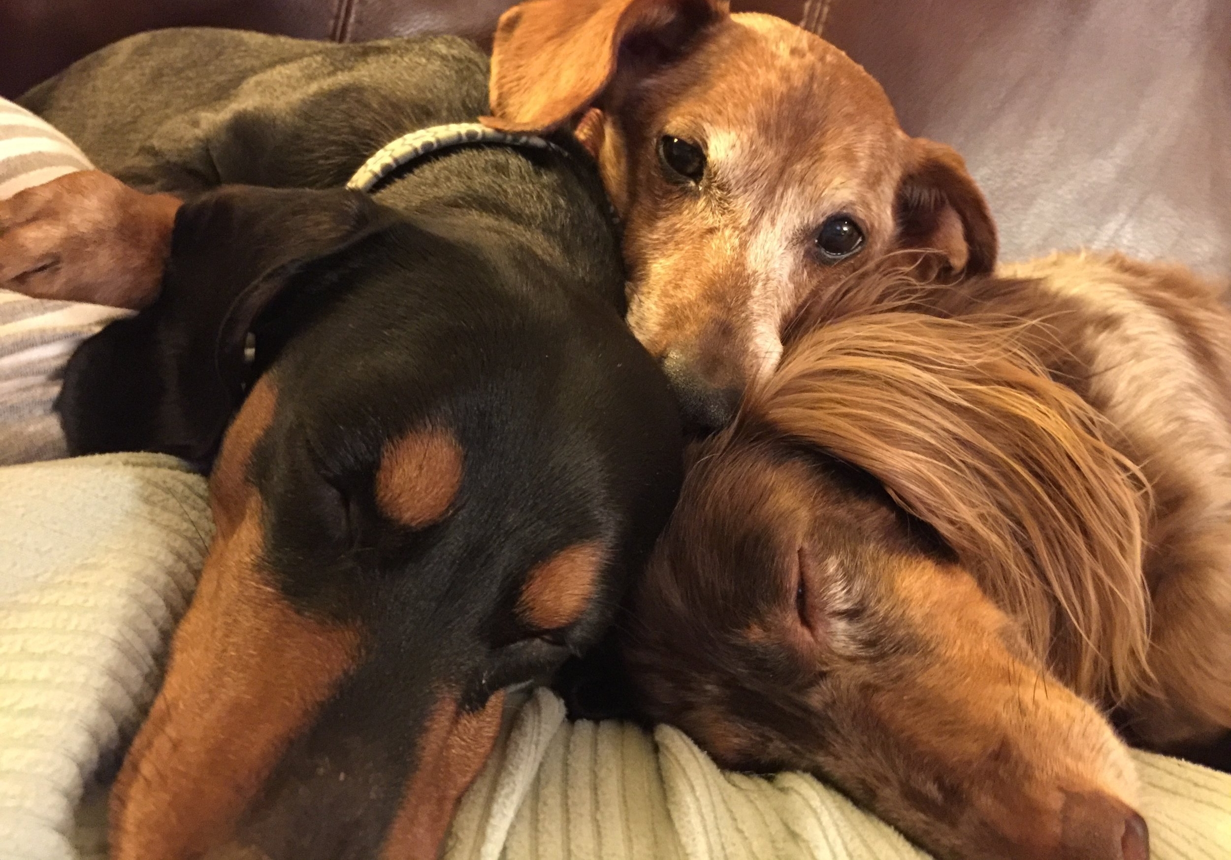 dachshunds for rescue near me