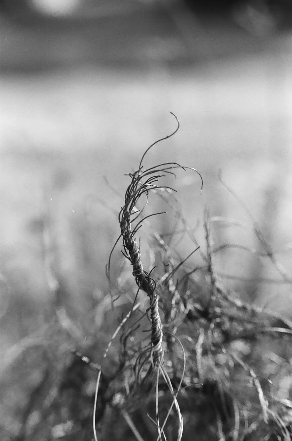 Dodder, on Ortho 80 (Copy)