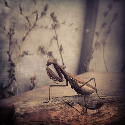 a mantis.jpg