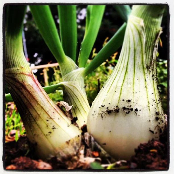 thehomesteadorganicfarm_9_12_2016_7_24_42_905.jpg