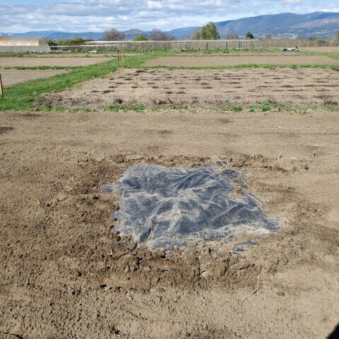  Field bindweed control or portal to another dimension? 
