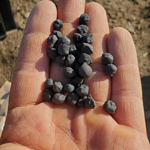  So many legumes went in this week, for dry beans later on. These are some black chick peas. 