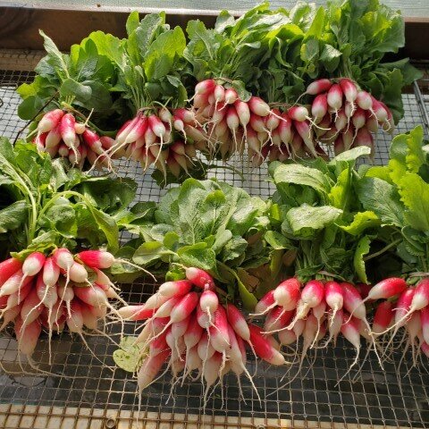  Radishes in the store this week! Click the radishes to visit the store. 
