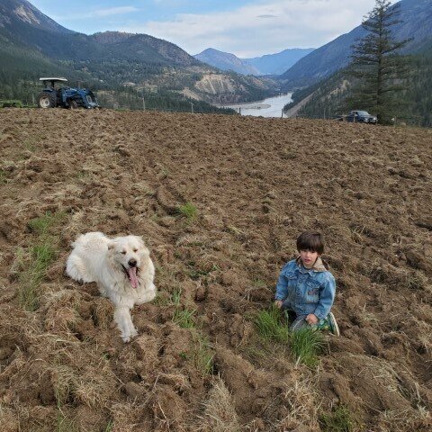  Levon &amp; Samsquantch maintaining pandemic distancing. Fraser River flows on, seemingly unconcerned about human travails. 