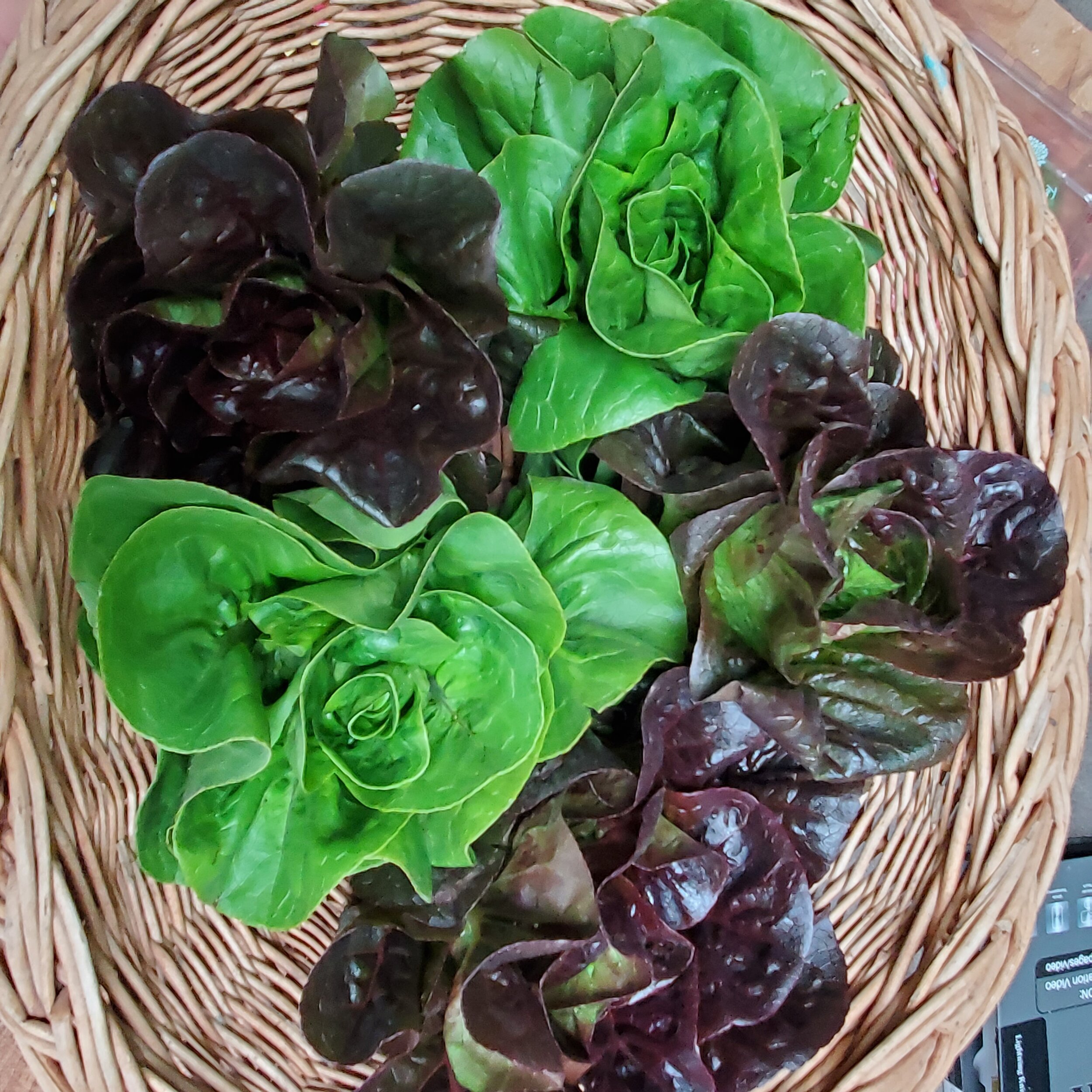  Gem lettuces. We sell them as a colourful trio in our online store. 