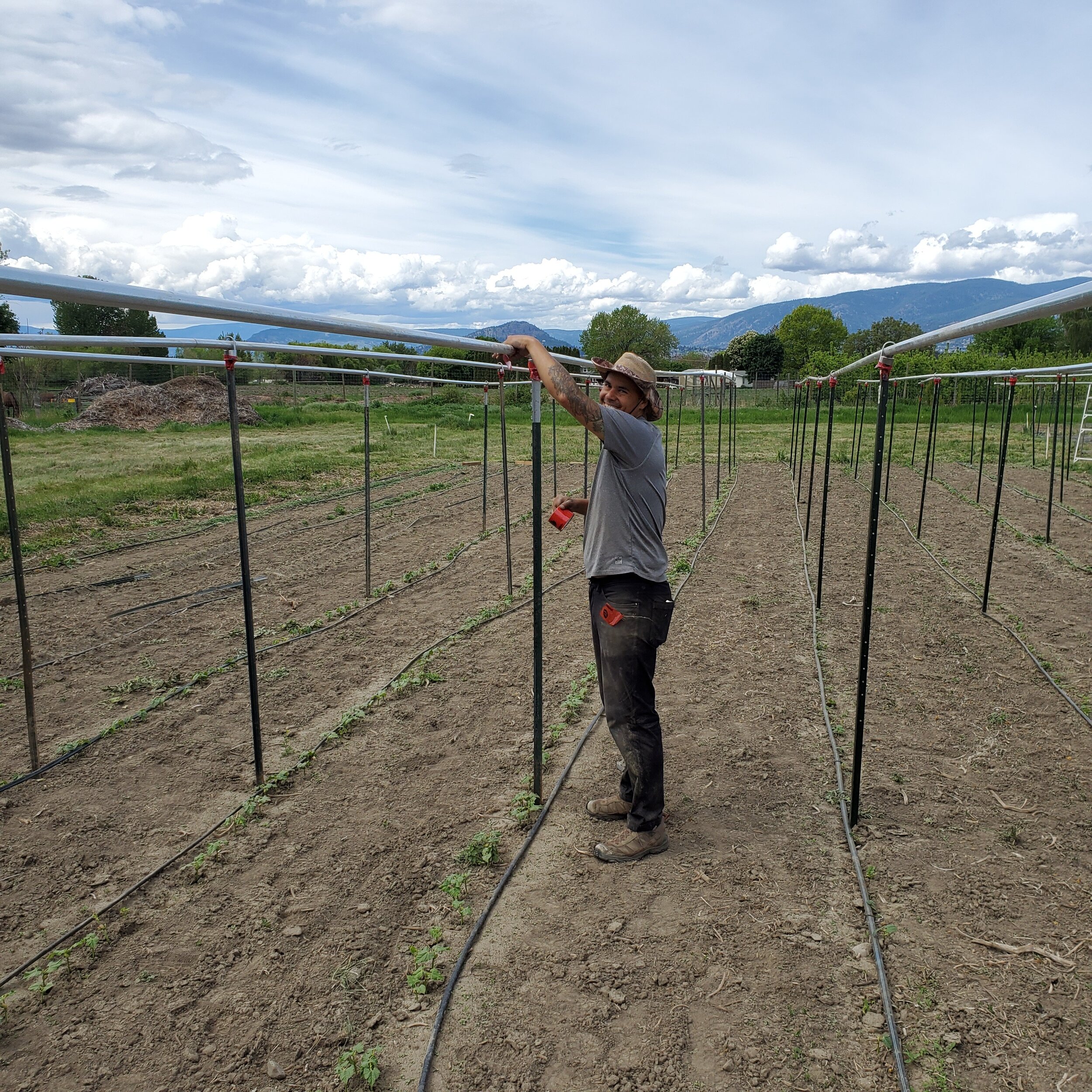  Employee Carlos trellising the pole beans. Carlos is a chef who’s taking a season away from the restaurant (holy, nice foresight bud) to learn more about how the fennel is his sausage gets made. 