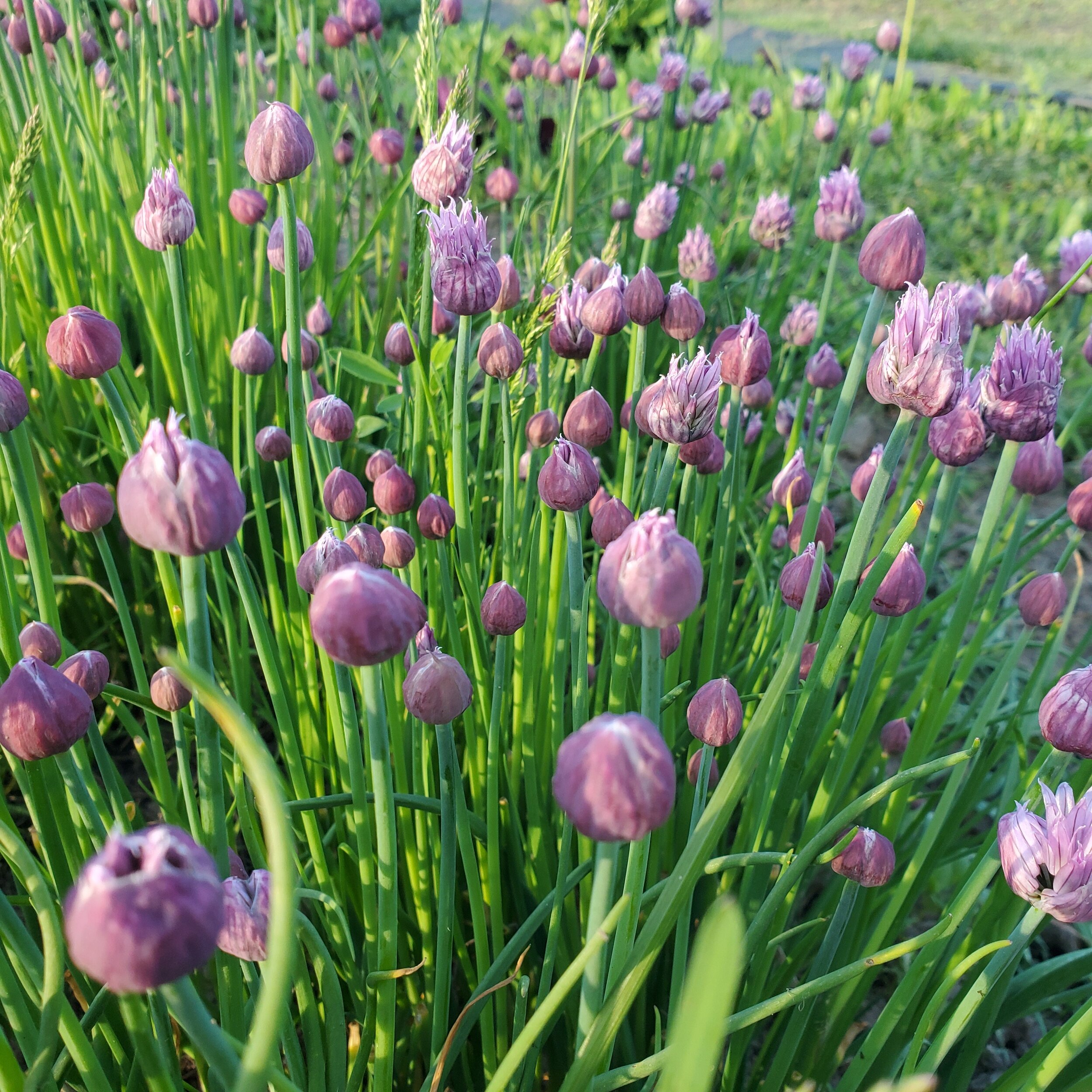  We don’t sell these in the store but you might see some chive flower petals in the salad greens this week. 