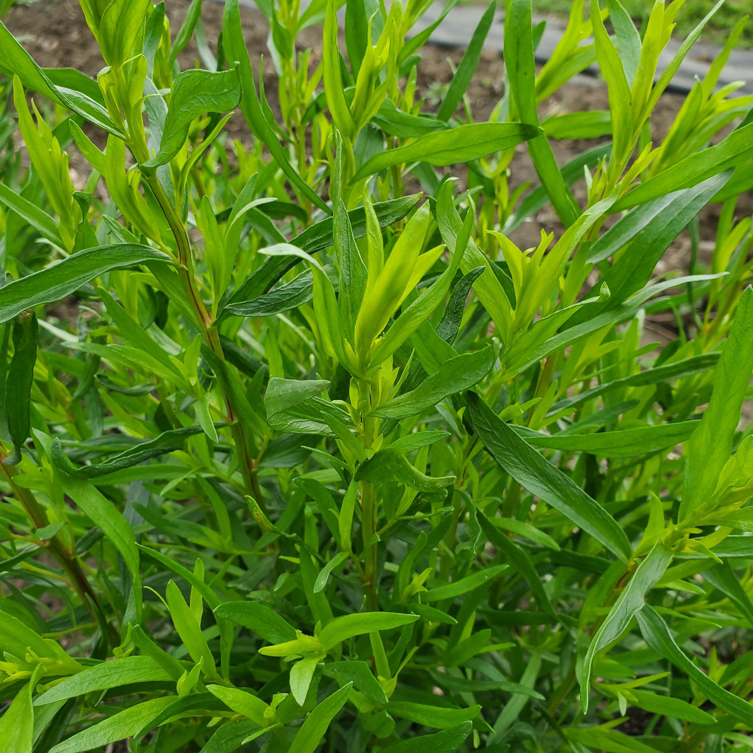  Tarragon in the store this week! 