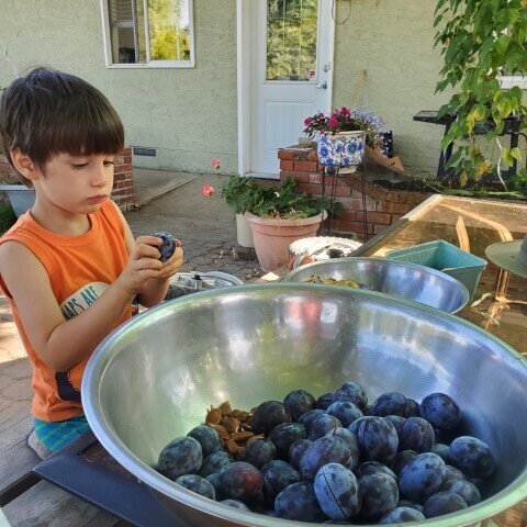  Prepping prune plums. 