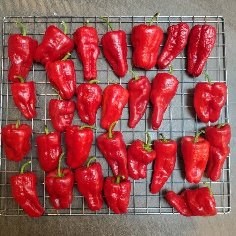  Paprika ready for the dehydrator 