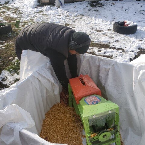  Shelling corn with Carlos. 