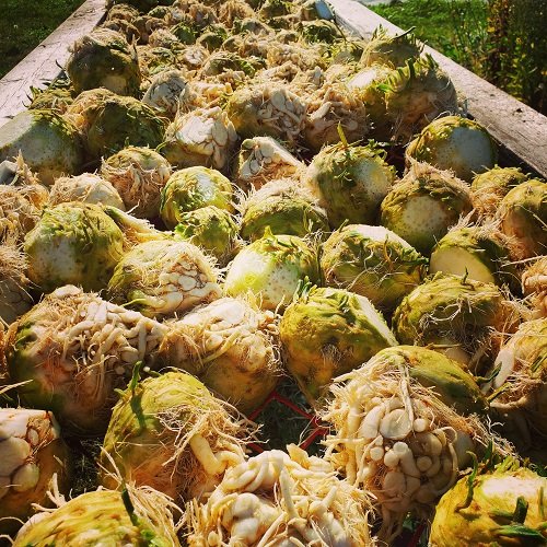 celeriac.jpg