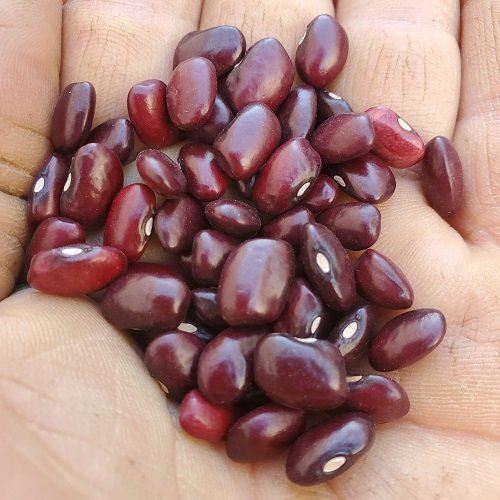  Domingo Rojo. An heirloom red bean that holds its shape well. Its broth is thick and coats every rice grain or noodle with a nice sauce. 