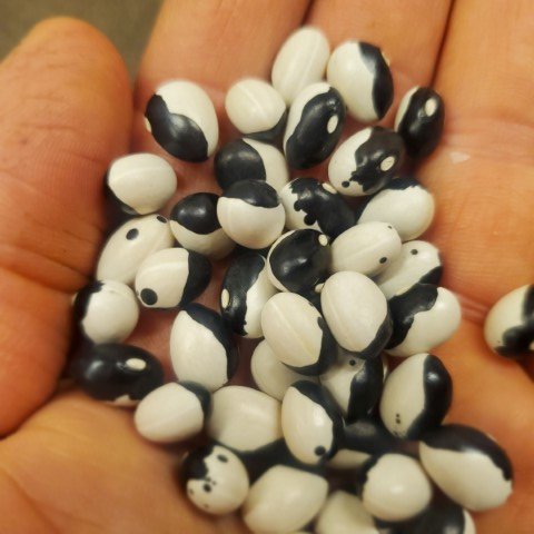 calypso beans.jpg