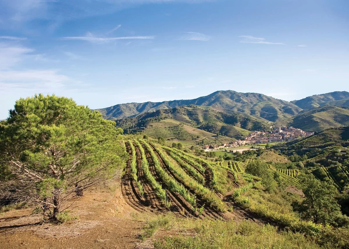 Vineyards near the Costa Daurada in Priorat, Spain. Photo by Tim E. White/Alamy