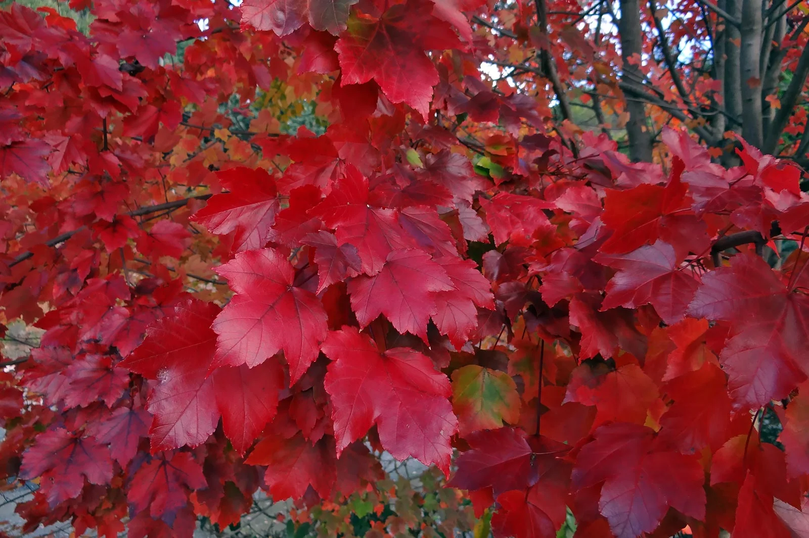 autumn---dsc03180_10322420356_o.jpg