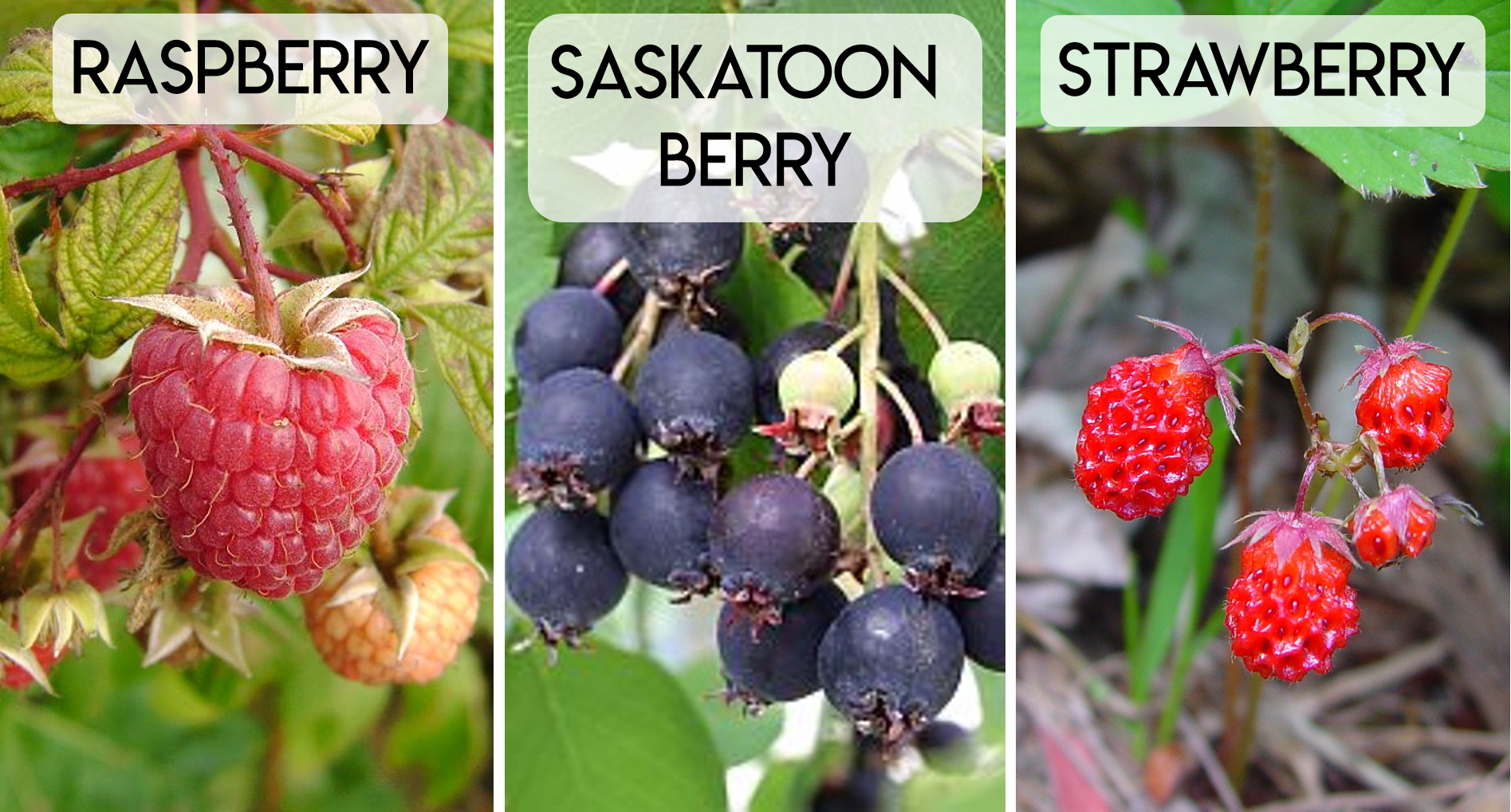 fruit.png