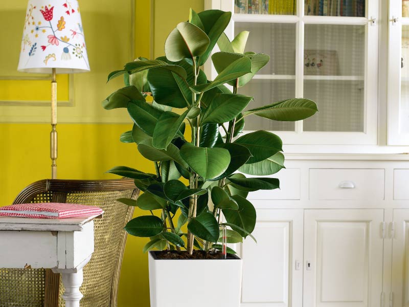 Plants remove toxins from the air and convert carbon dioxide to oxygen.