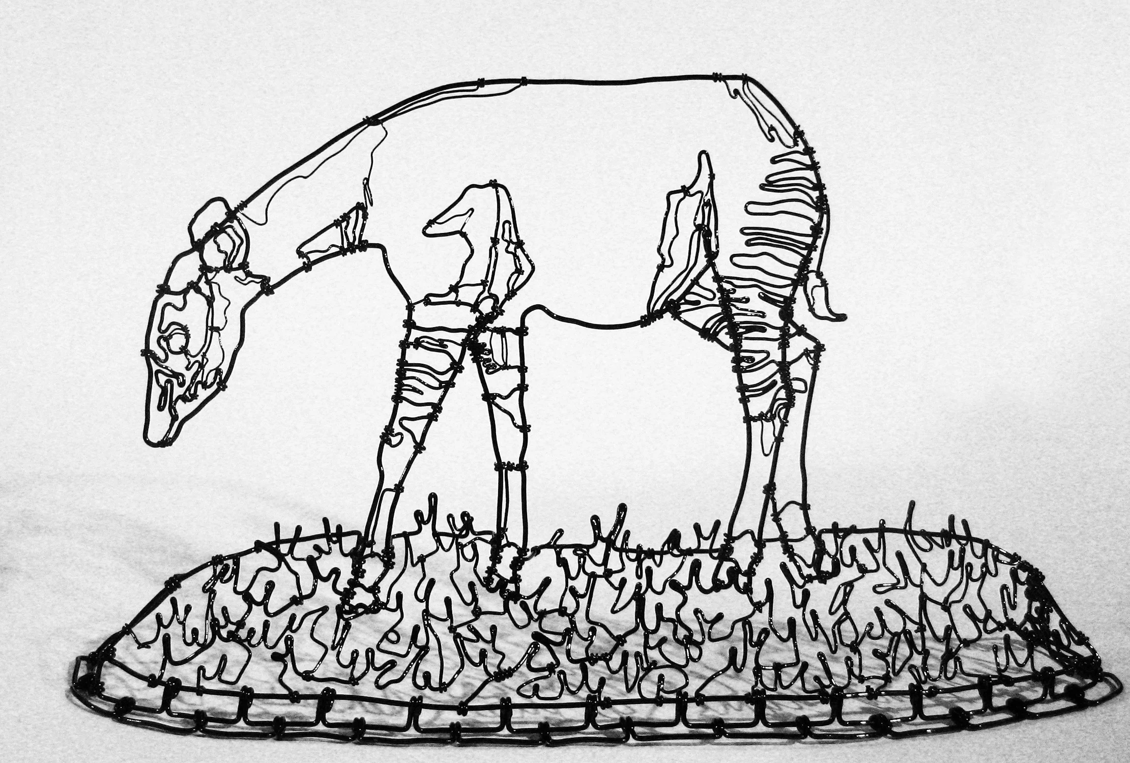 okapi2.jpg
