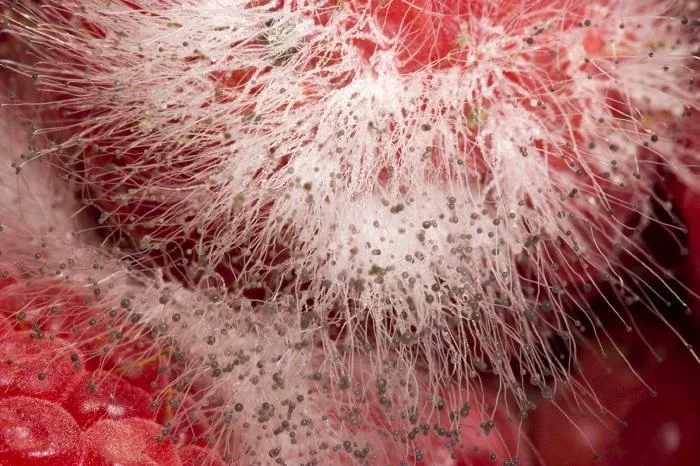 image_of_candida_overgrowth_and_hyphae_1024x1024.jpg