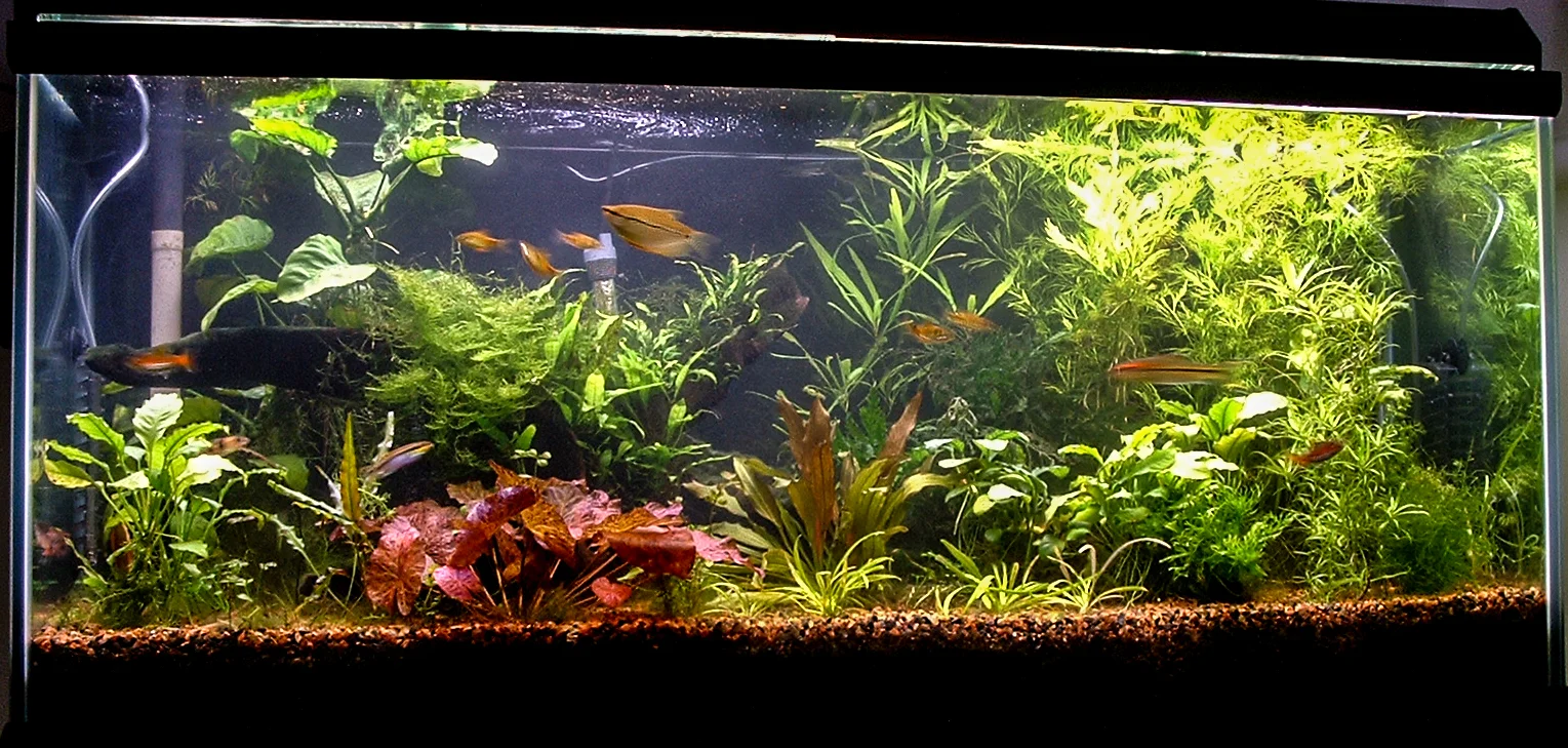 Old 75G test tank without supplemental CO2.