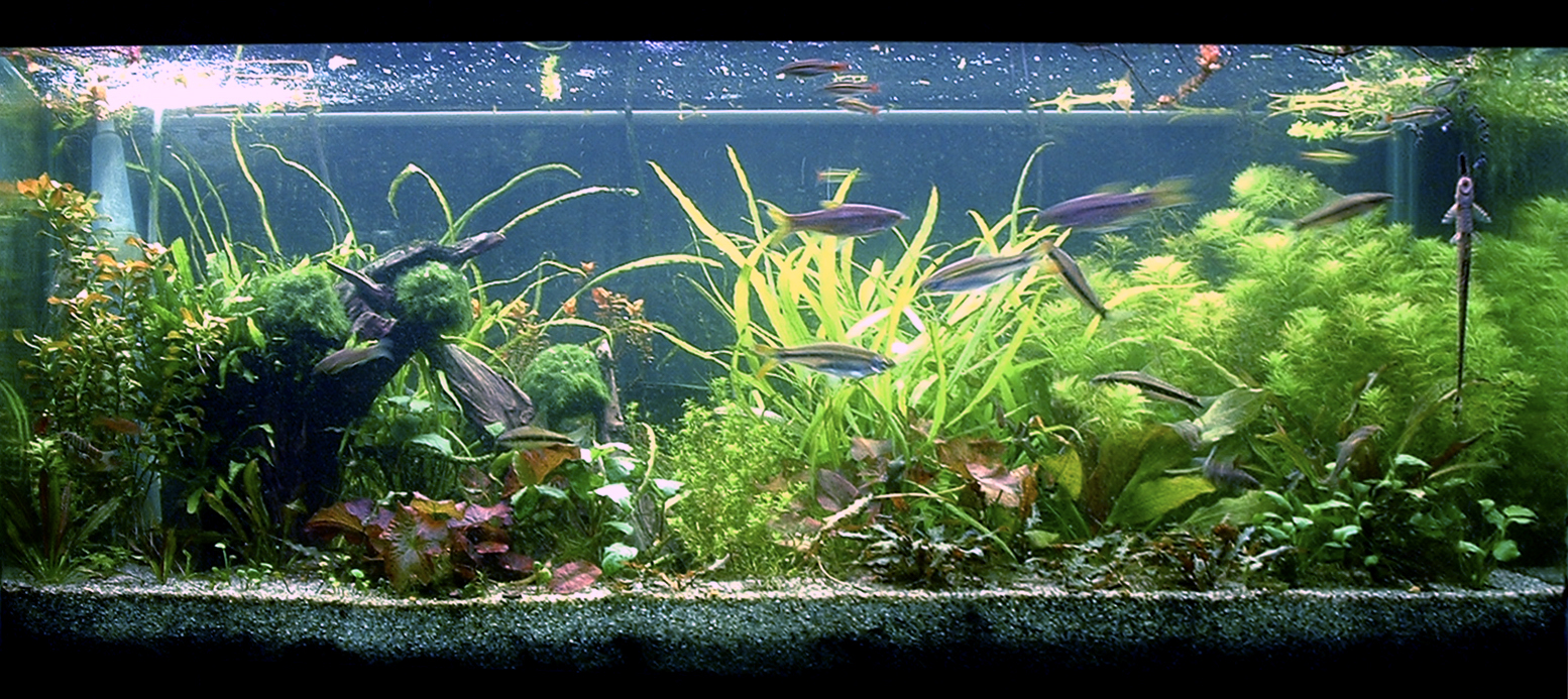 Another 75G tank without adequate fertilization (but with supplemental CO2)