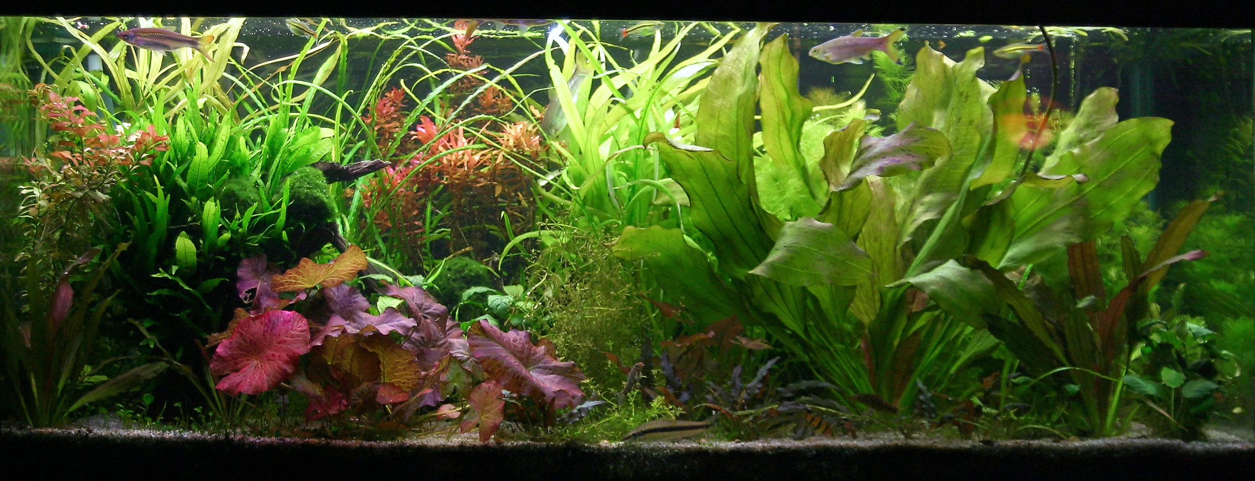 And the same tank after a period of good fertilization.