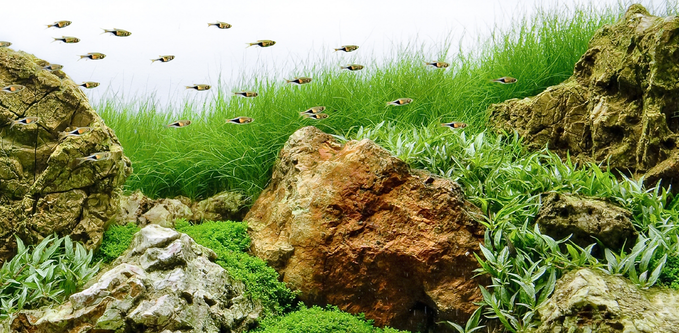 Sunken Gardens COVER.jpg