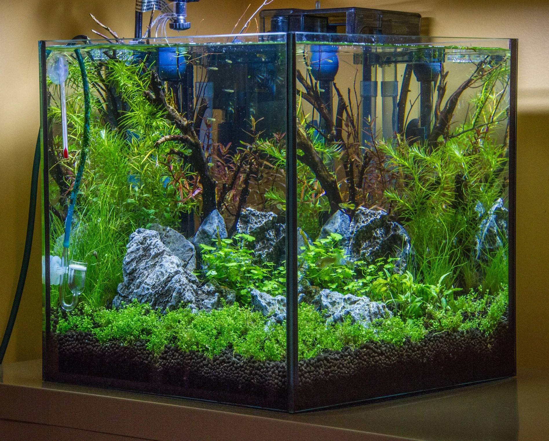 Just what its name implies. The focus, of course, is on planted nano tanks (small tanks, usually under 10 gallons). There is some overlap with “Sunken Gardens”, but the emphasis is on small tanks. This talk has been comletely revamped for 2018, so even if you've seen it before, it won't be the same!