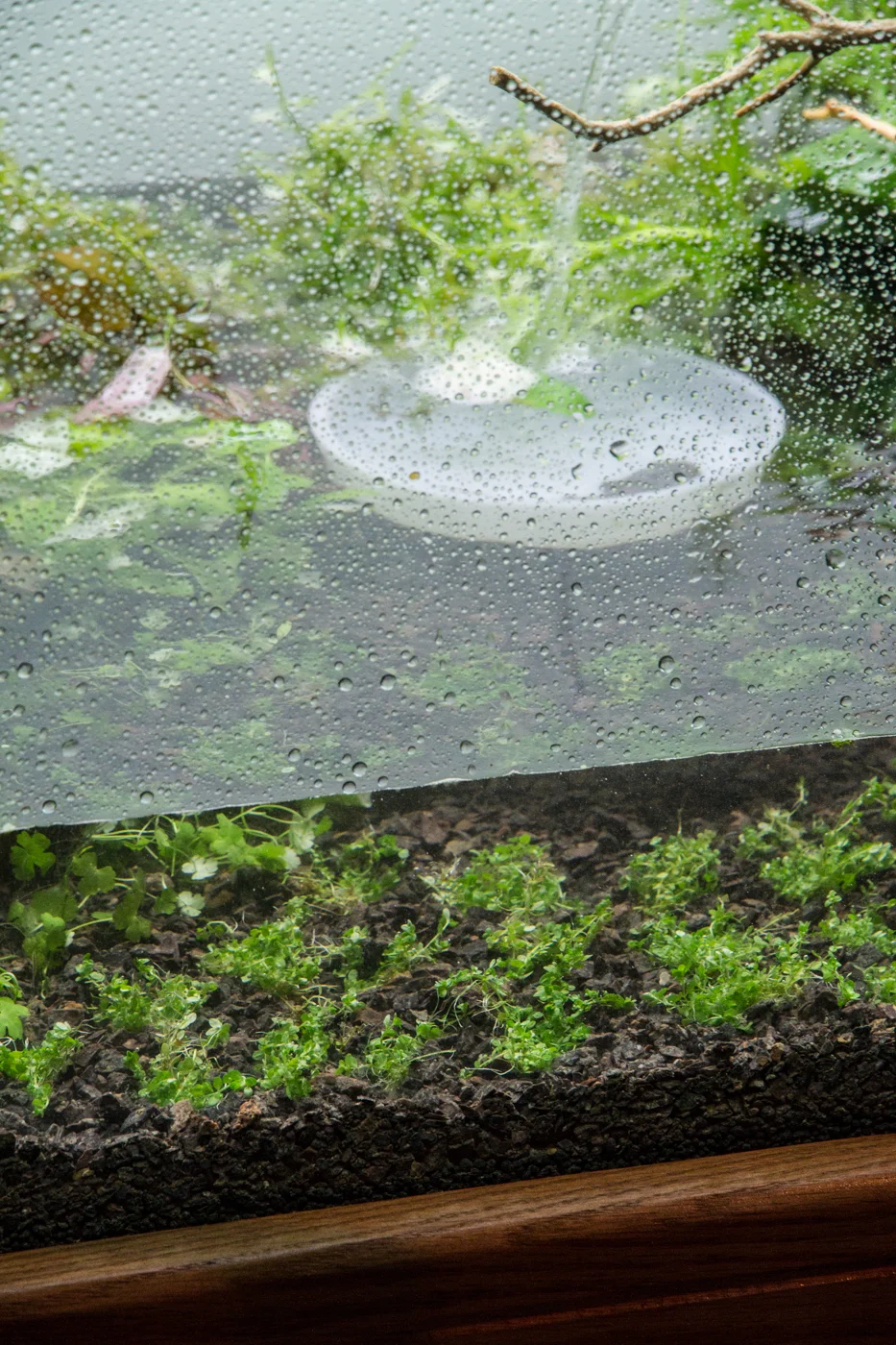 Once the water is deep enough to cover your foreground planting and the dish is completely submerged, you are increase the flow slightly .